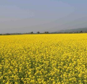 तोरीको उत्पादन बढ्नेभएपछि किसान खुसी