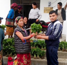 थुलुङ दुधकोशी ७ द्वारा अकबरे खोर्सानीको विरुवा वितरण